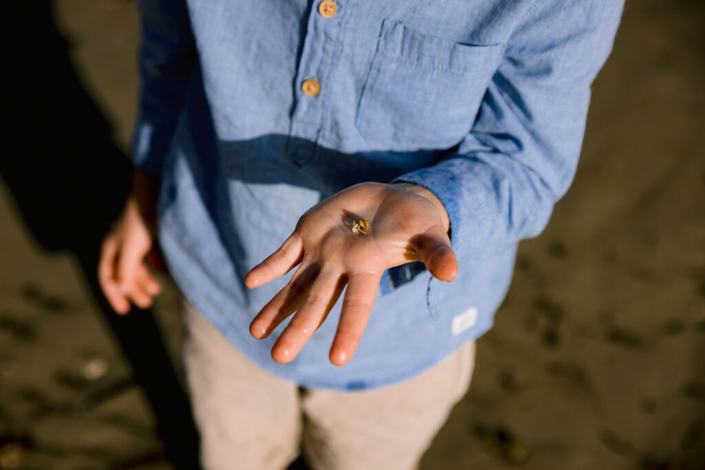The young boy finds a small crab and holds it in his open hand in the sunlight on the beach at Magnetic Island.