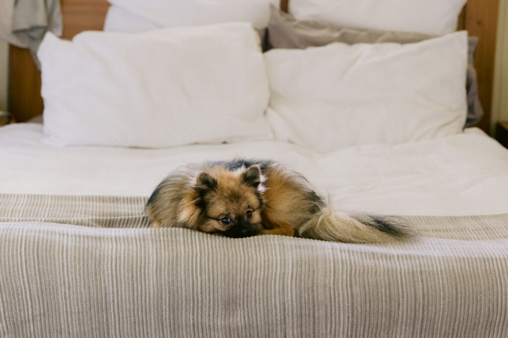 The Pomeranian relaxes on the bed