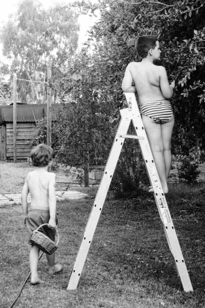 Two young boys in their backyard, one is on a ladder picking berries, the other is walking with a basket