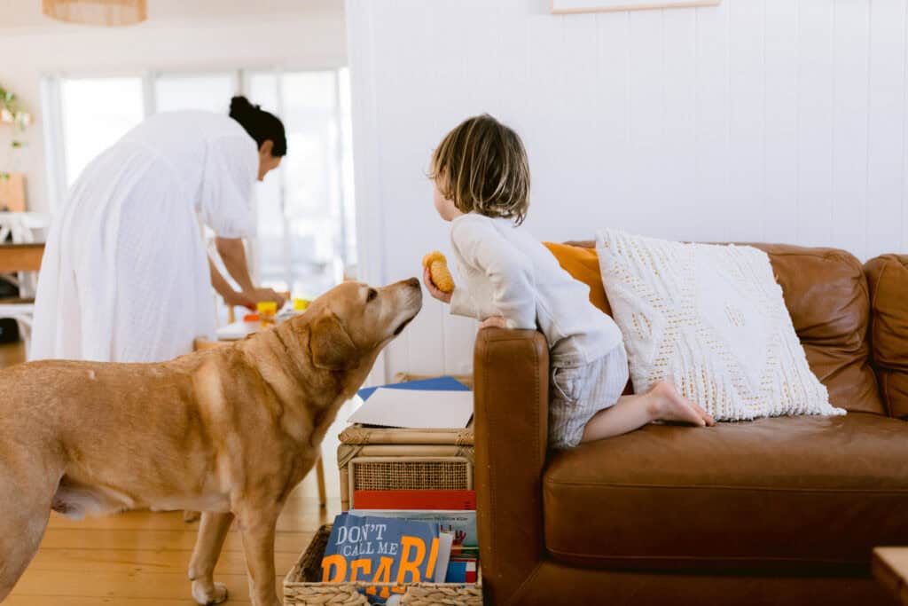A little boy is leaning on the edge of the couch with a croissant. The family dog is sniffing the croissant in hope of getting a bite.