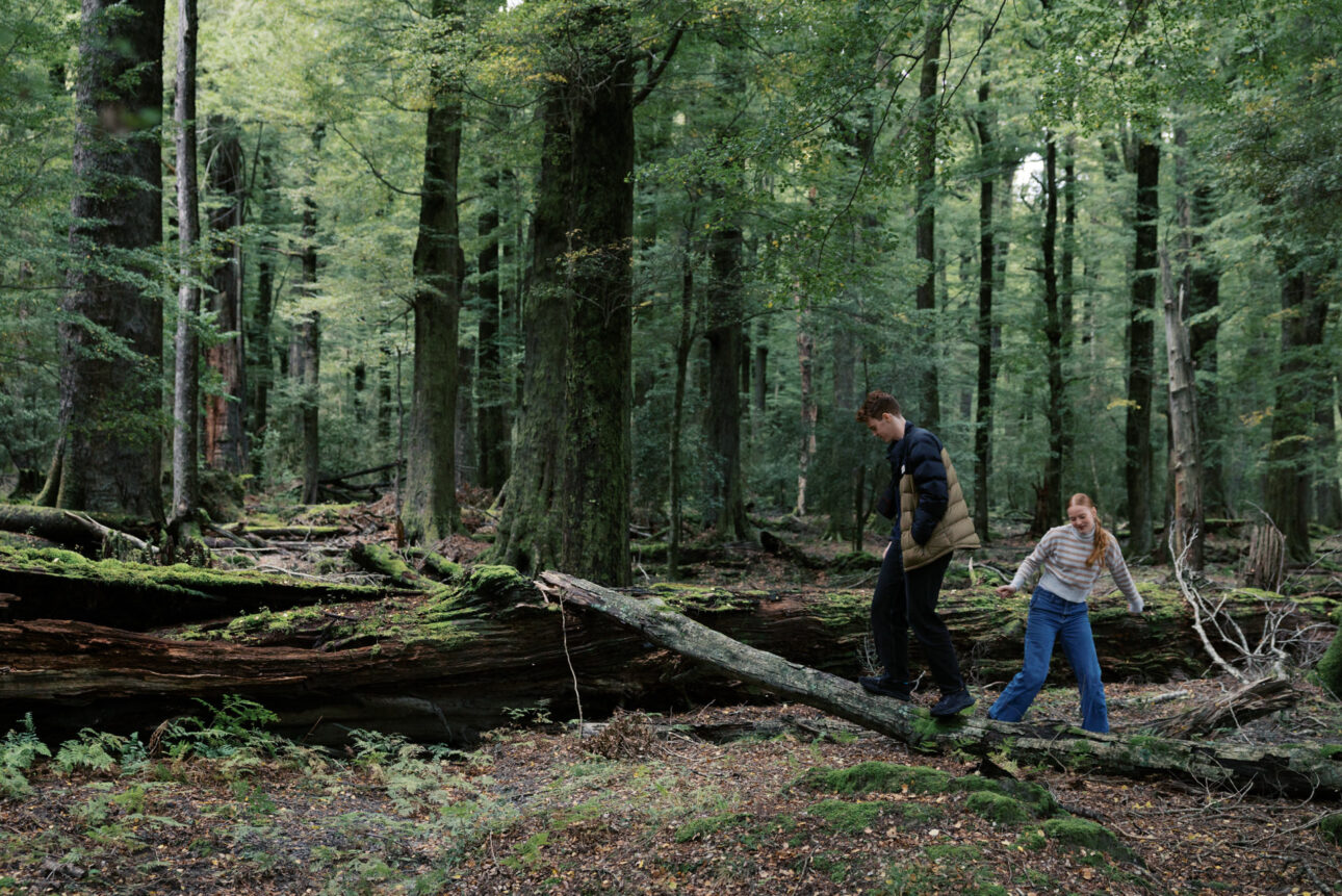 A magical forest like you would see in the Movie Narnia