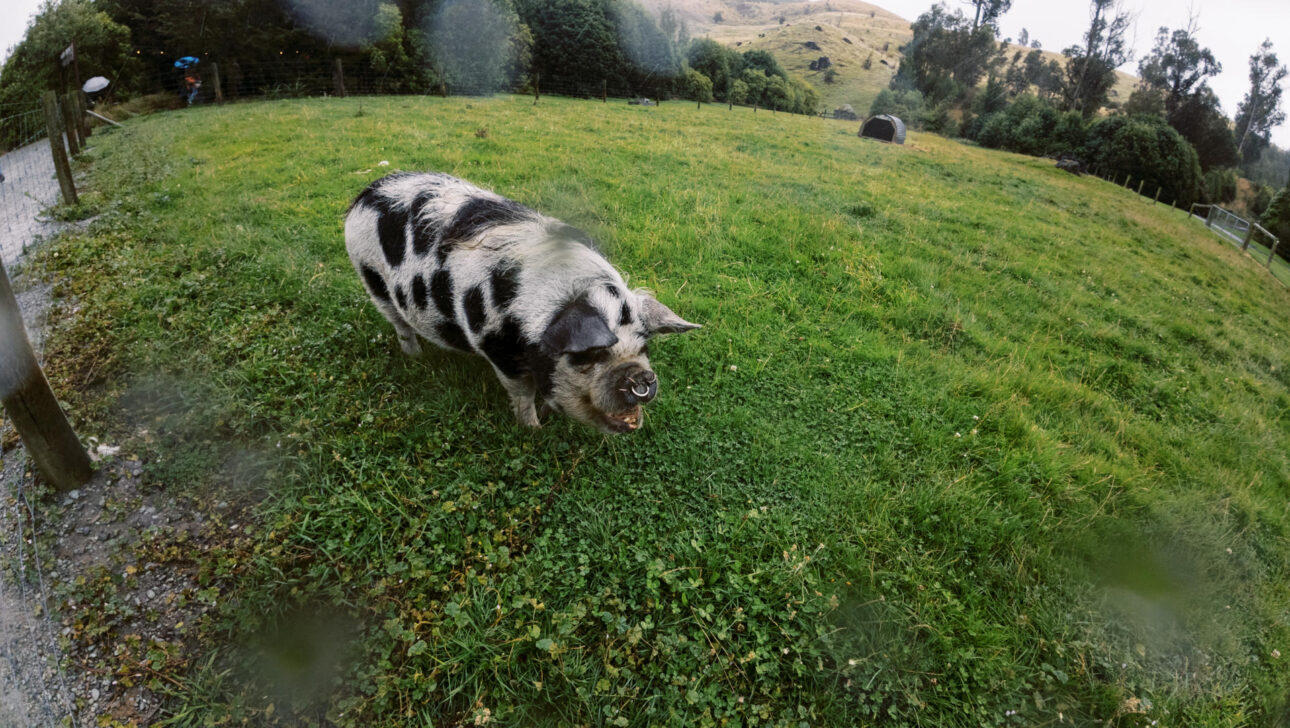 a Pig at Walter Peak farm