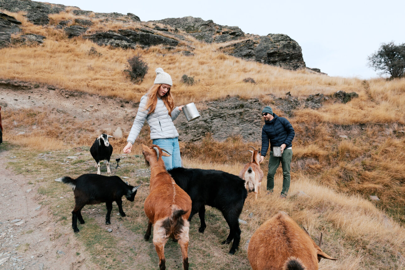 a young girl and her dad are feeding the goats at deer park heights