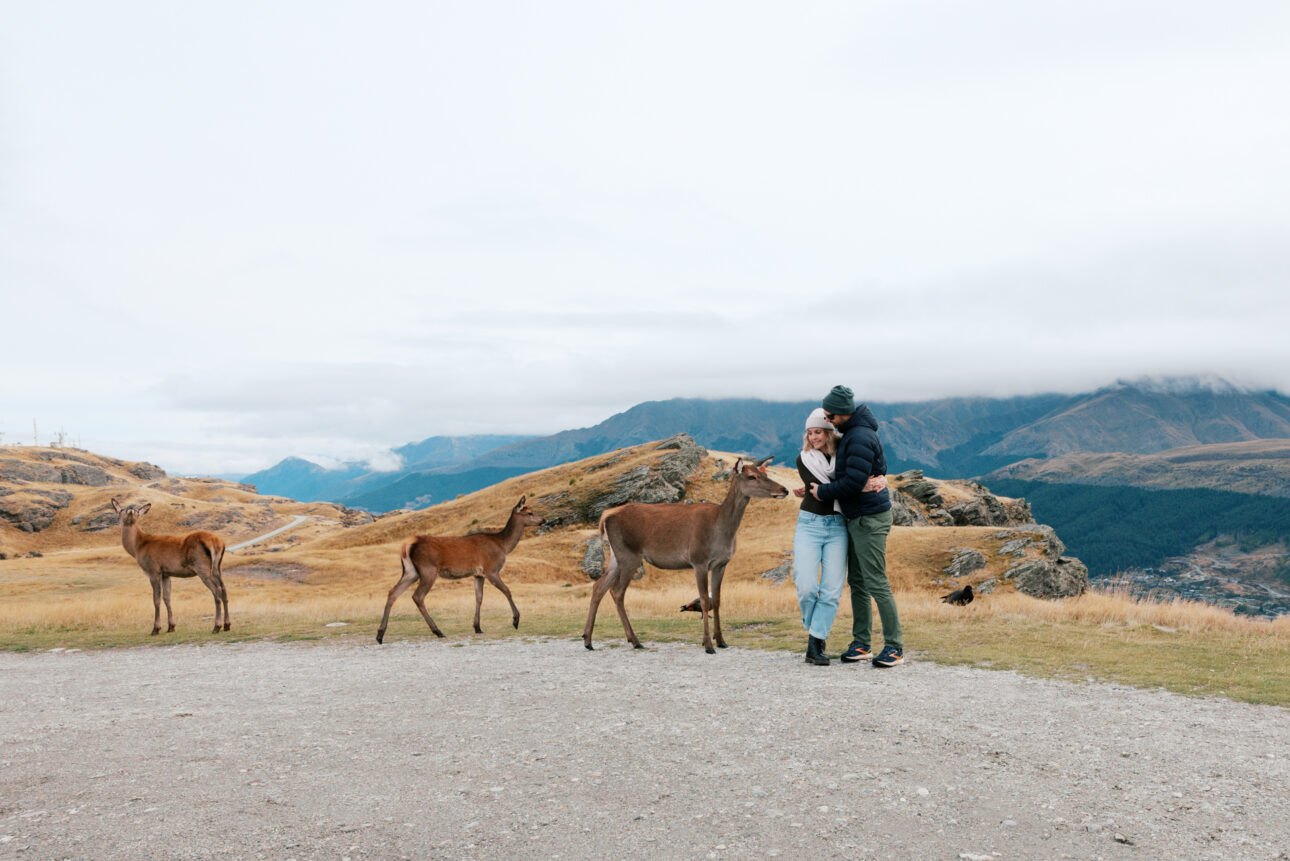 deer park heights a couple are standing and deer are near them
