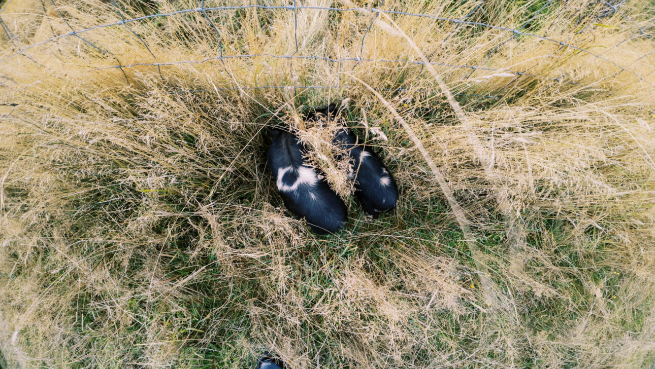 little black pot belly piglets hiding in the grass