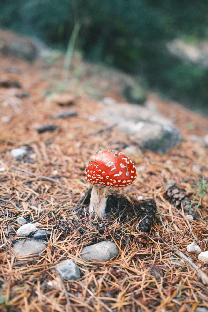 a red and white spotted mushroom