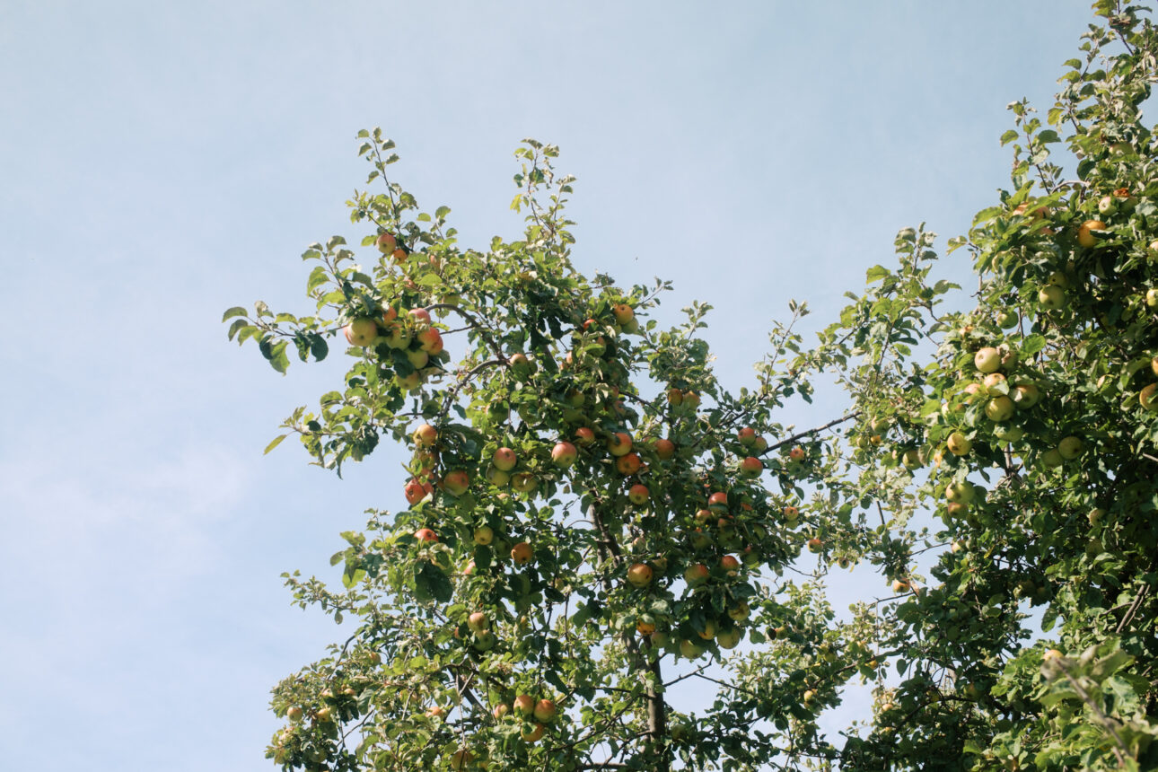 apple tree Queenstown New Zealand