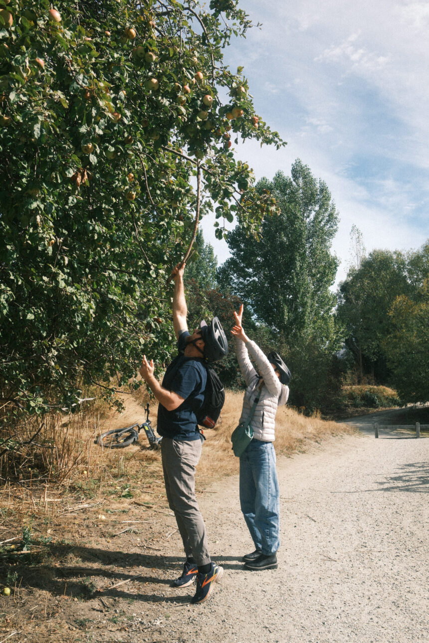 A father and daughter are picking apples in Queenstown when on a bike ride