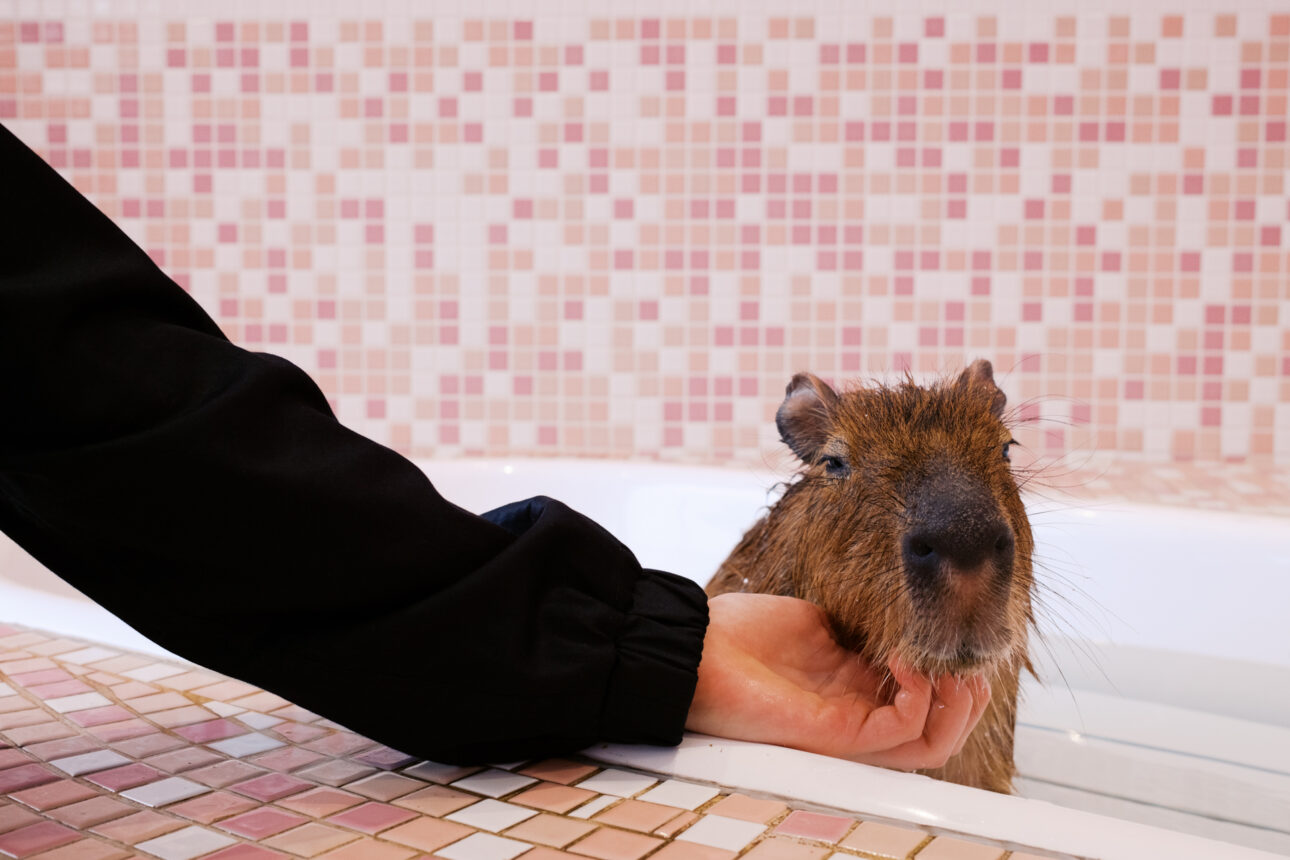a girl pats a capybara