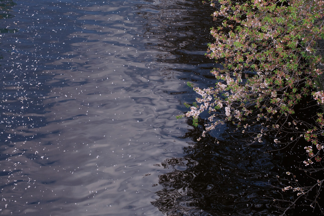Cherry blossoms along a canal