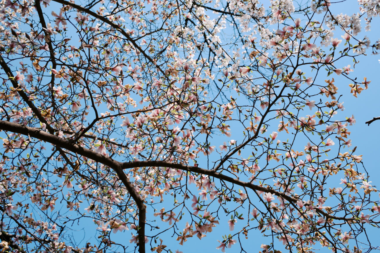 cheery blossoms at Inokashira Park