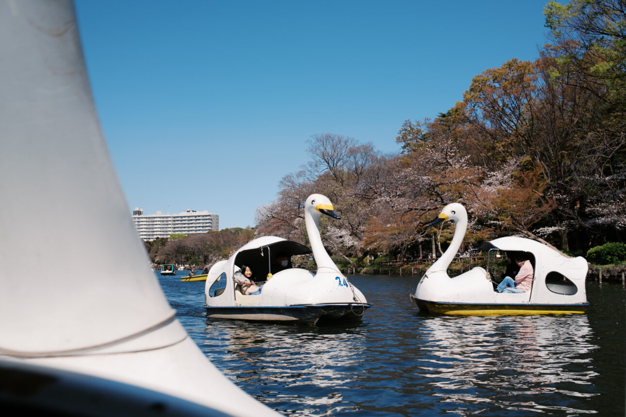 Swan boats on the water at Inokashira Onshi Boat Park