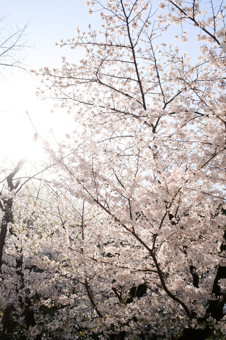Cheery blossoms at Ueno Park