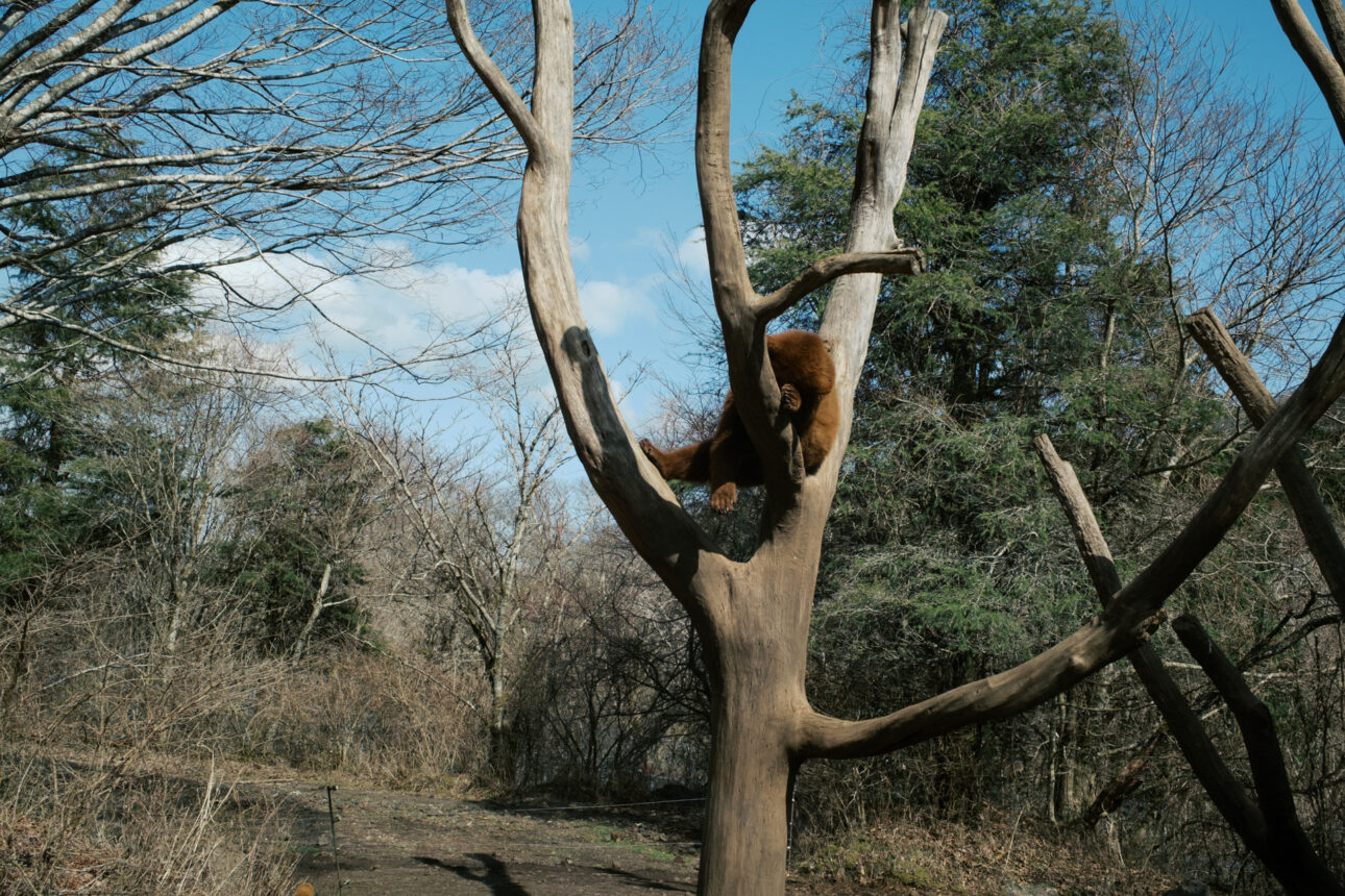 Drive though safari park on the way to Mt Fuji