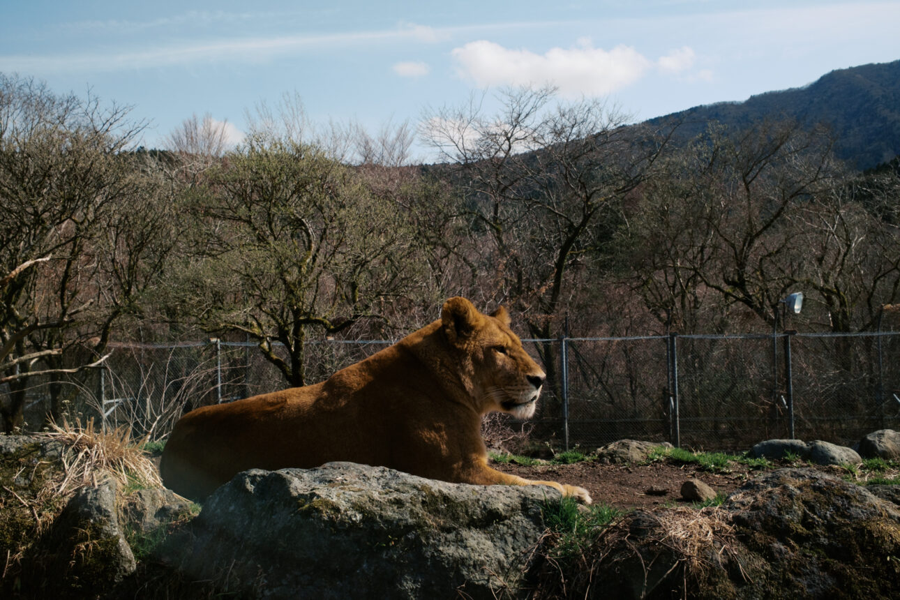 Safari Park on the way to Mount Fuji
